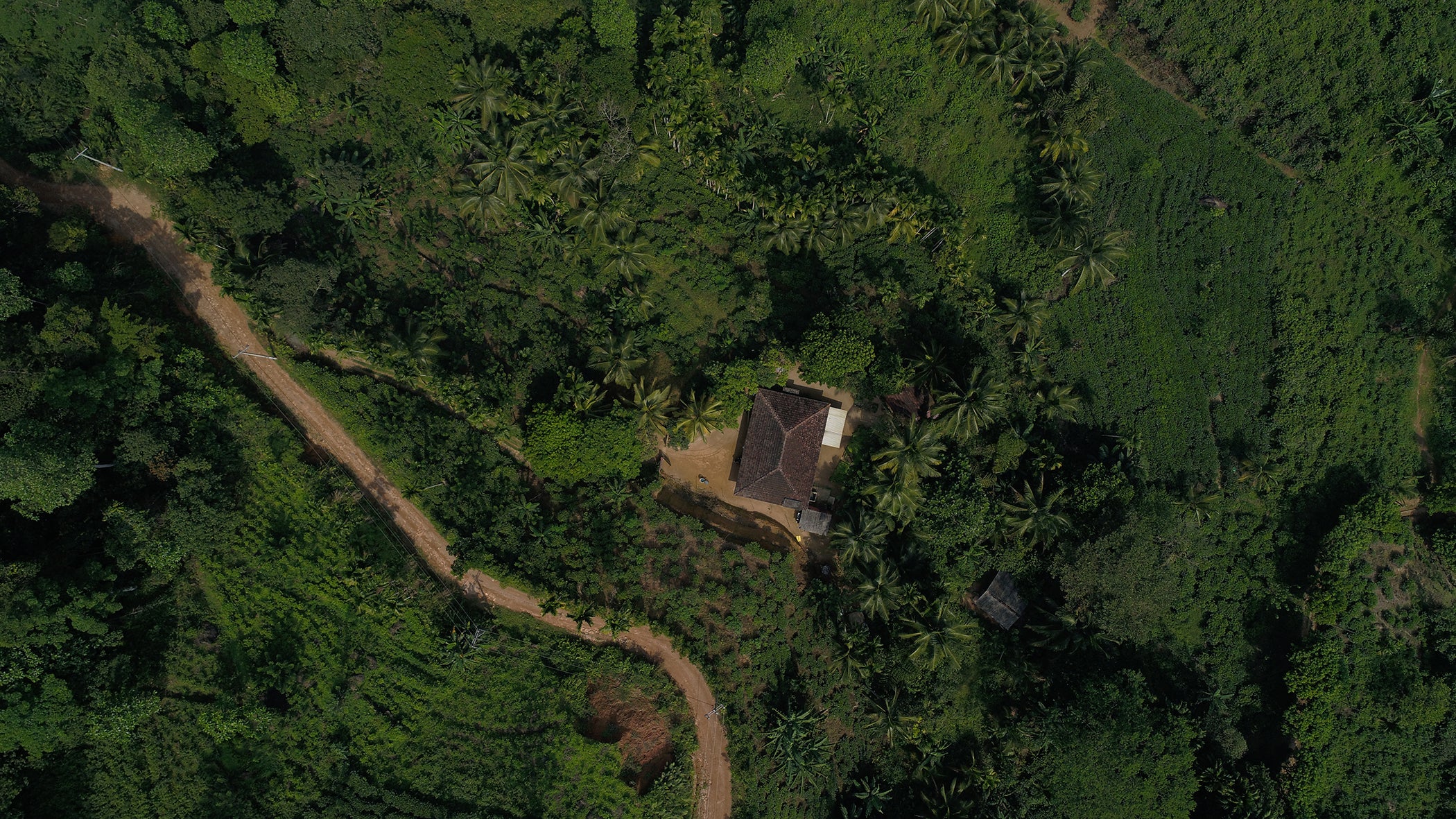 Golden London Breakfast Tea banner